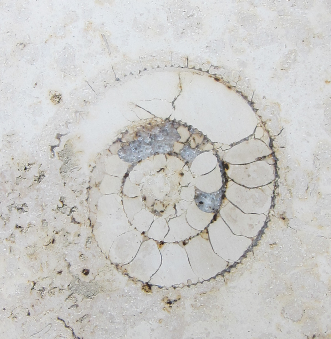 Finding Fossils in the City